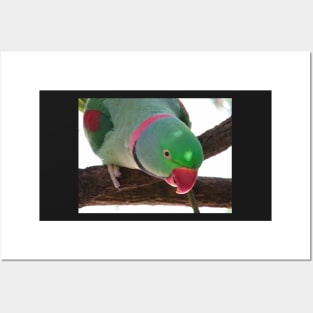 Rose-ringed Parakeet Posters and Art